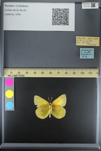 Media type: image;   Entomology 213262